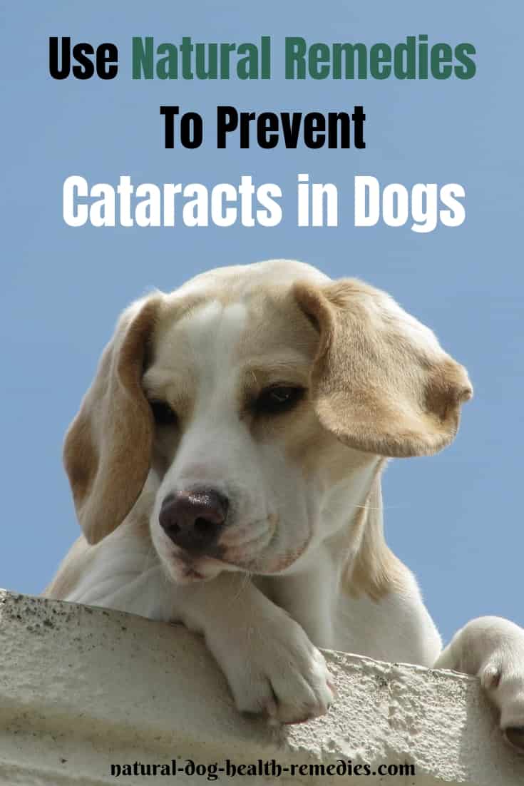 Dog Cataract Remedies