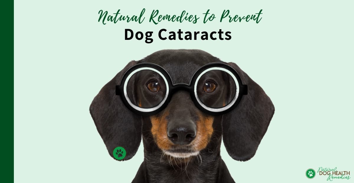 Dog Cataract Remedies