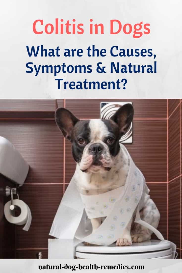 Dog Colitis Symptoms, Causes, and Natural Home Remedies