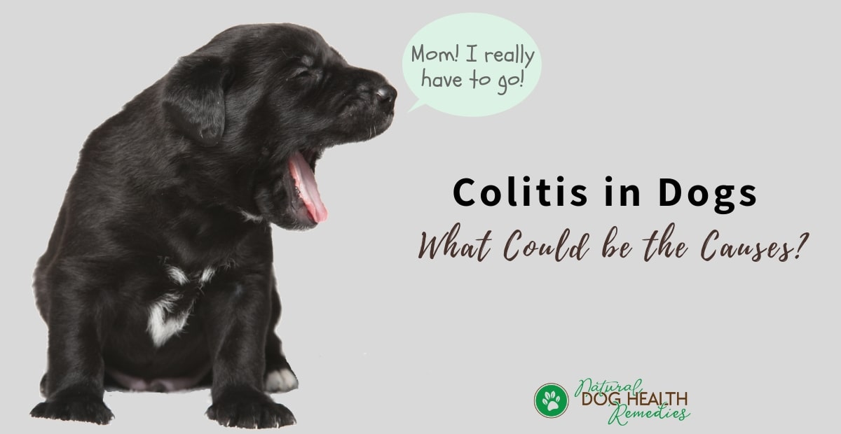 Dog Colitis