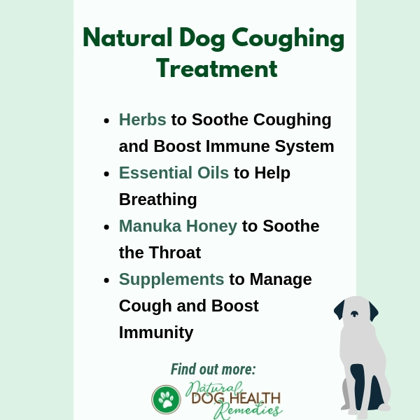 Natural Dog Cough Home Remedies