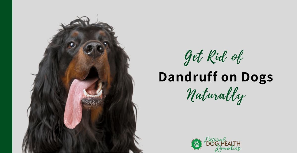Dog Dandruff