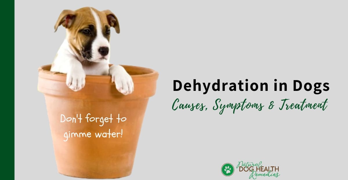 Dog Dehydration