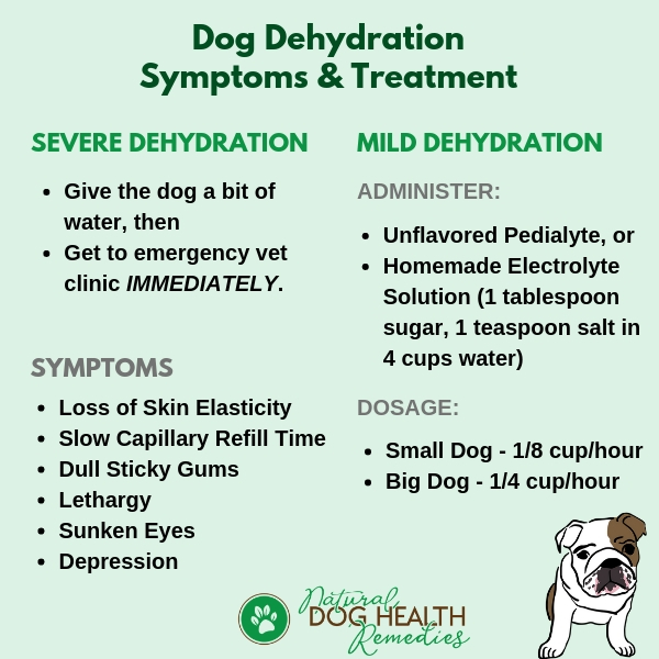 Dog Dehydration Symptoms and First Aid 