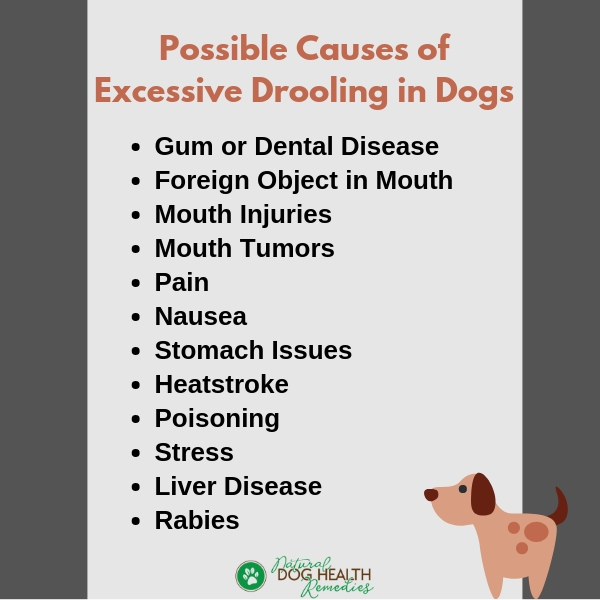 Causes of Excessive Dog Drooling