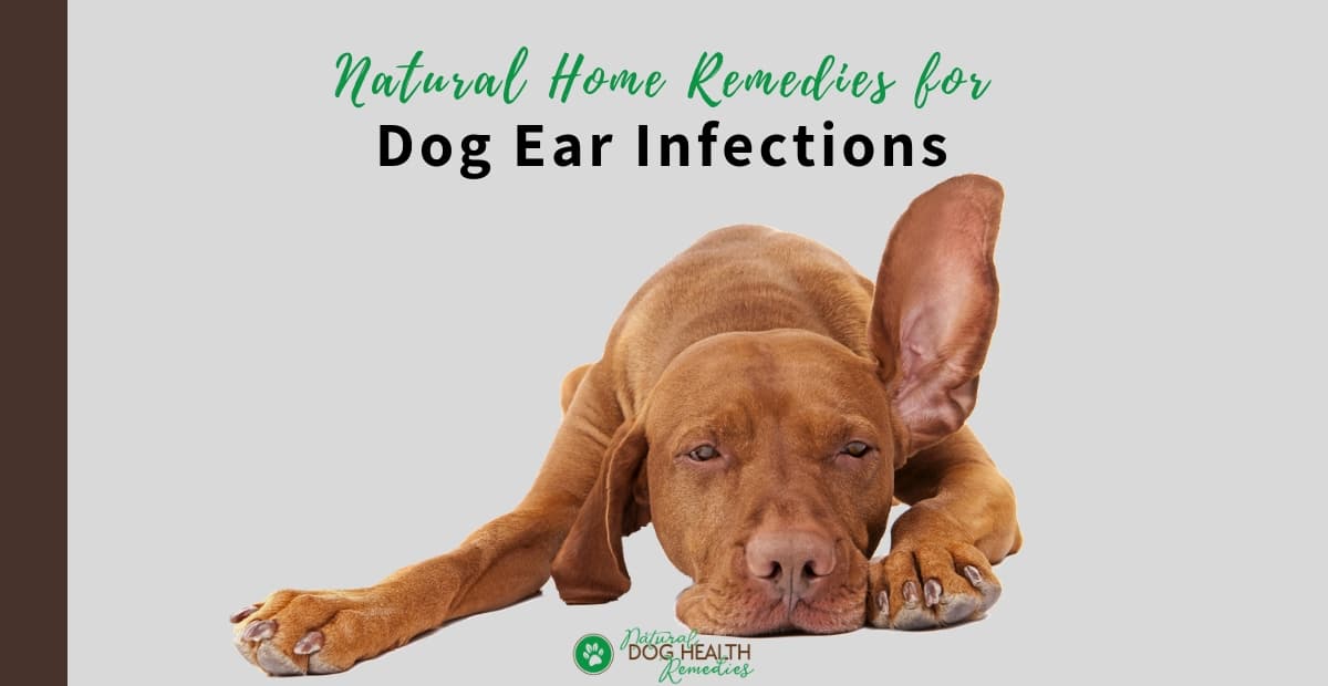 does vinegar kill yeast in dogs ears