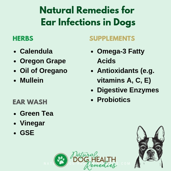 dog ear infection remedy