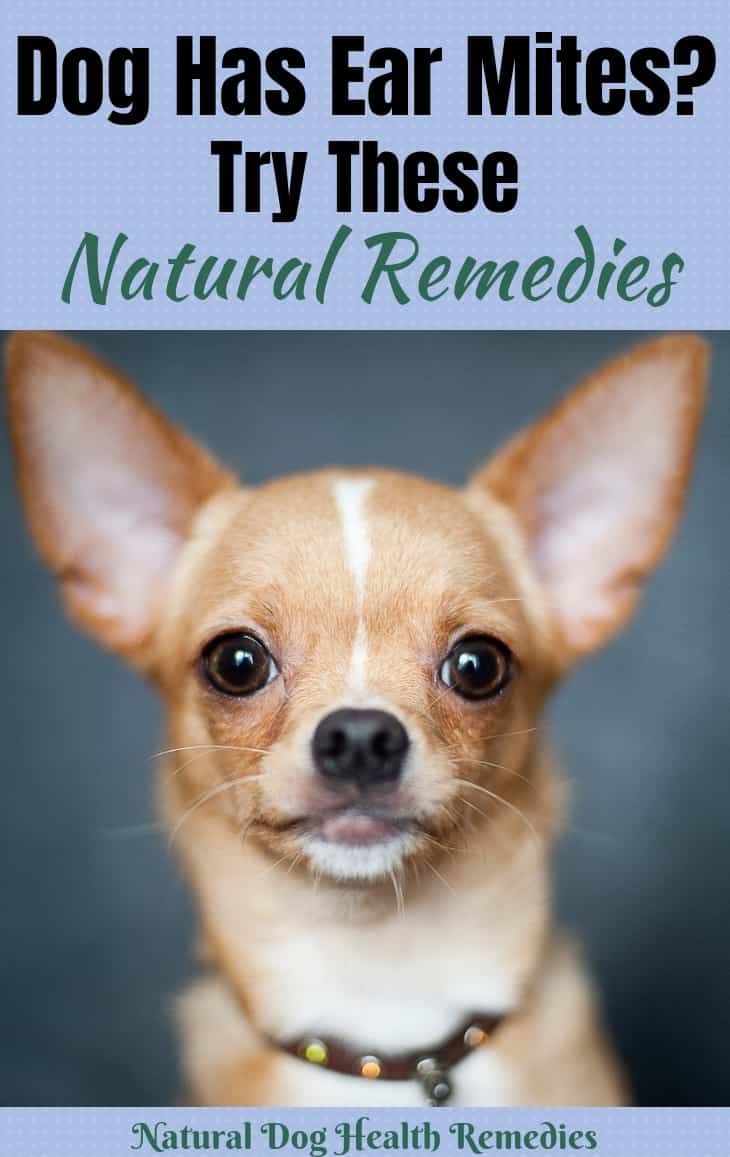 Dog Ear Mites Natural Home Remedies