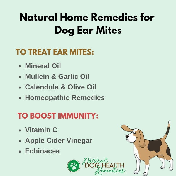 Home Treatment for Dog Ear Mites