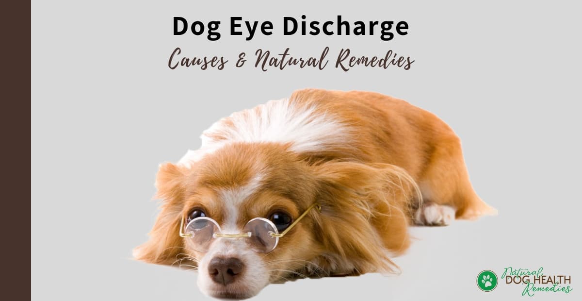 Dog Eye Discharge