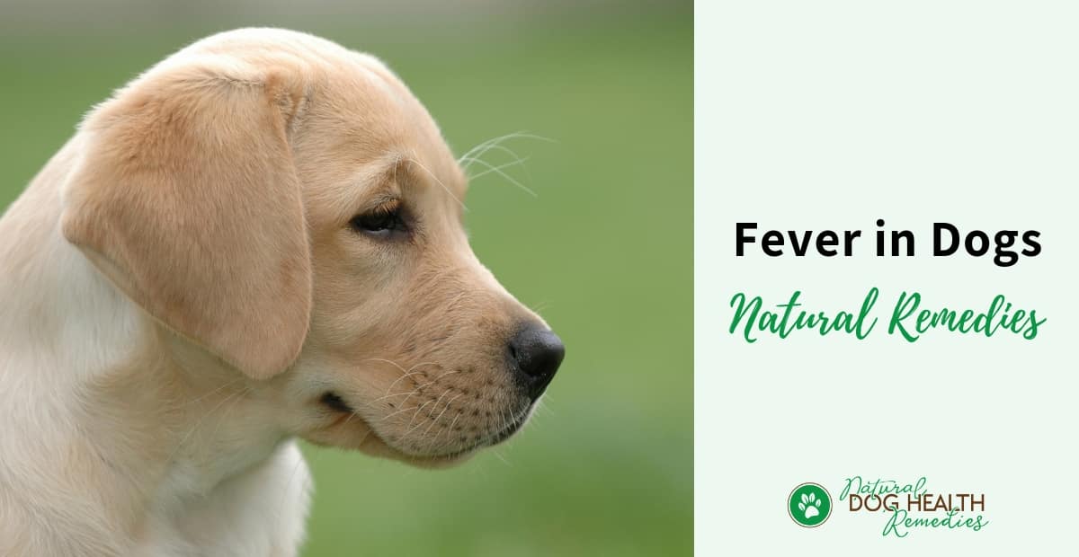 Dog Fever Natural Remedies