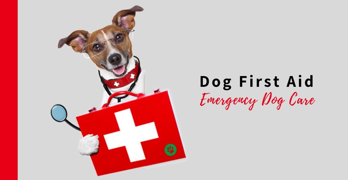 The Perfect Dog First Aid Kit — Whats In It?