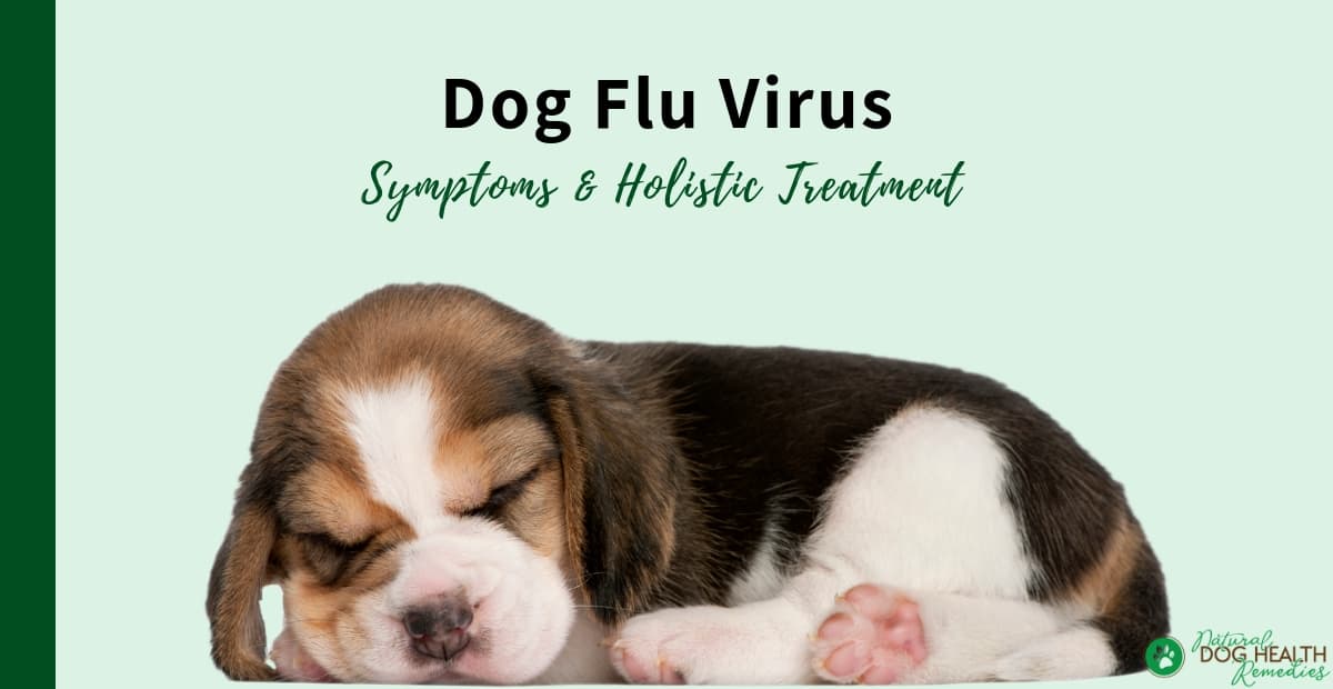 Dog Flu Virus