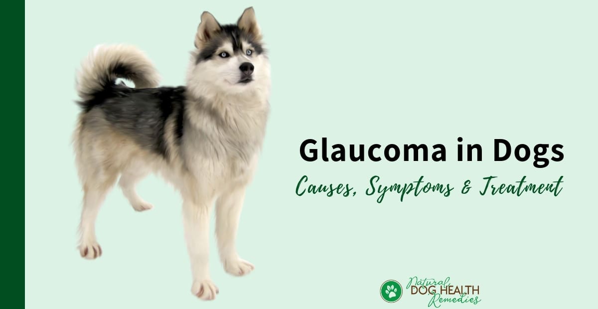 Dog Glaucoma