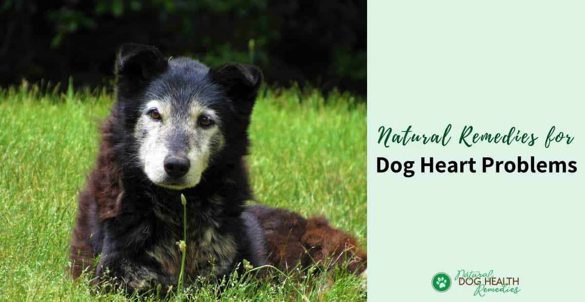 Dog Heart Problems | Natural Remedies for Heart Disease in Dogs