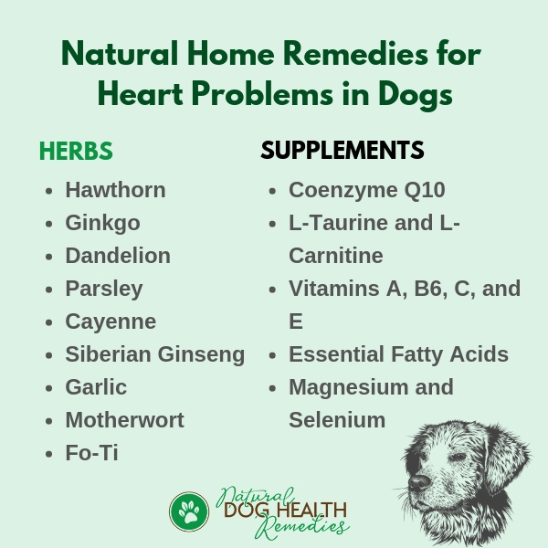 Natural Remedies for Dog Heart Problems