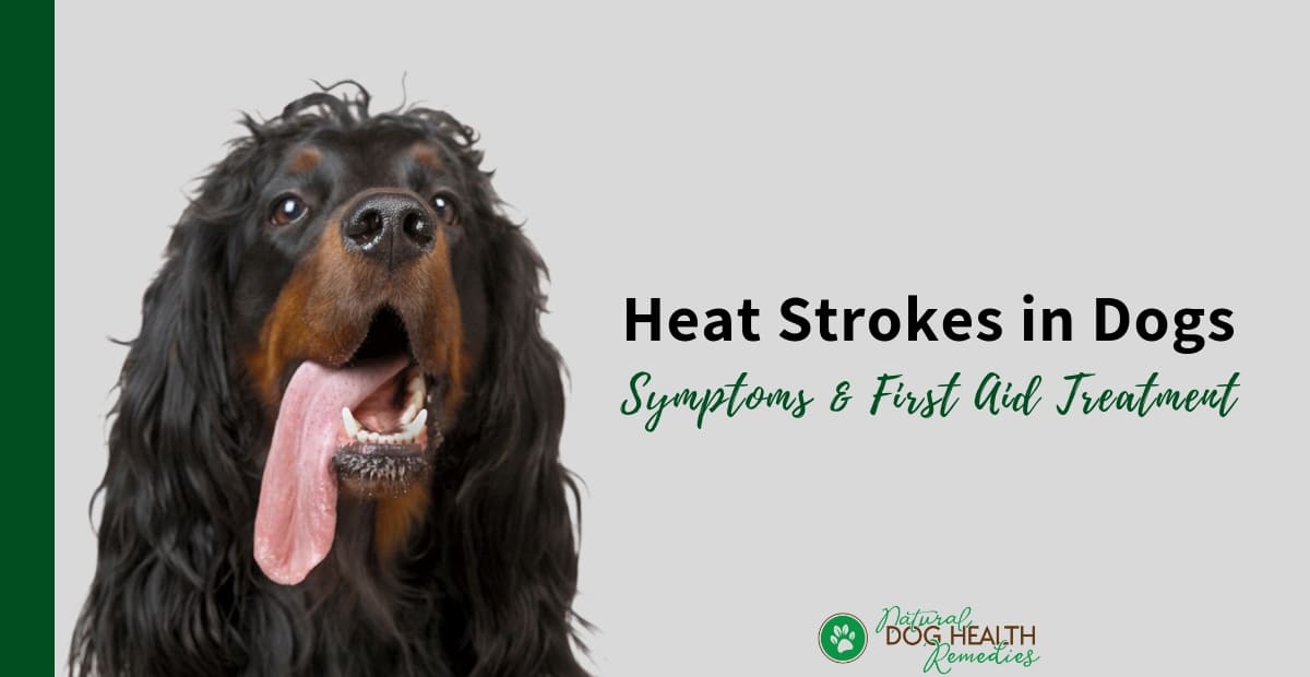 Dog Heat Stroke