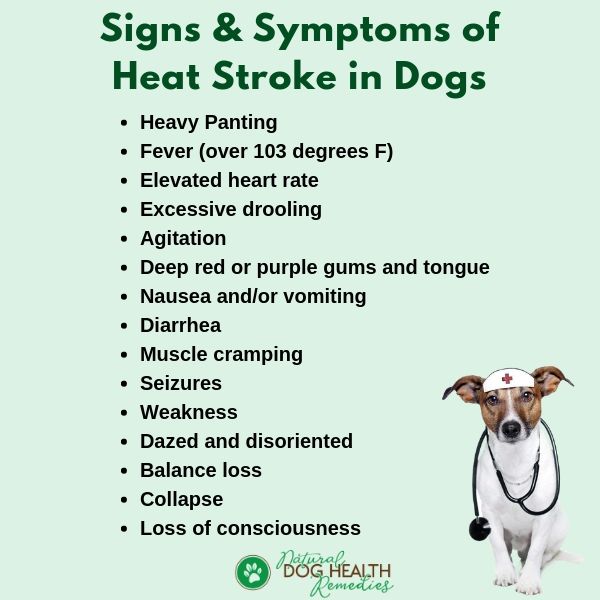 signs of dog in heat