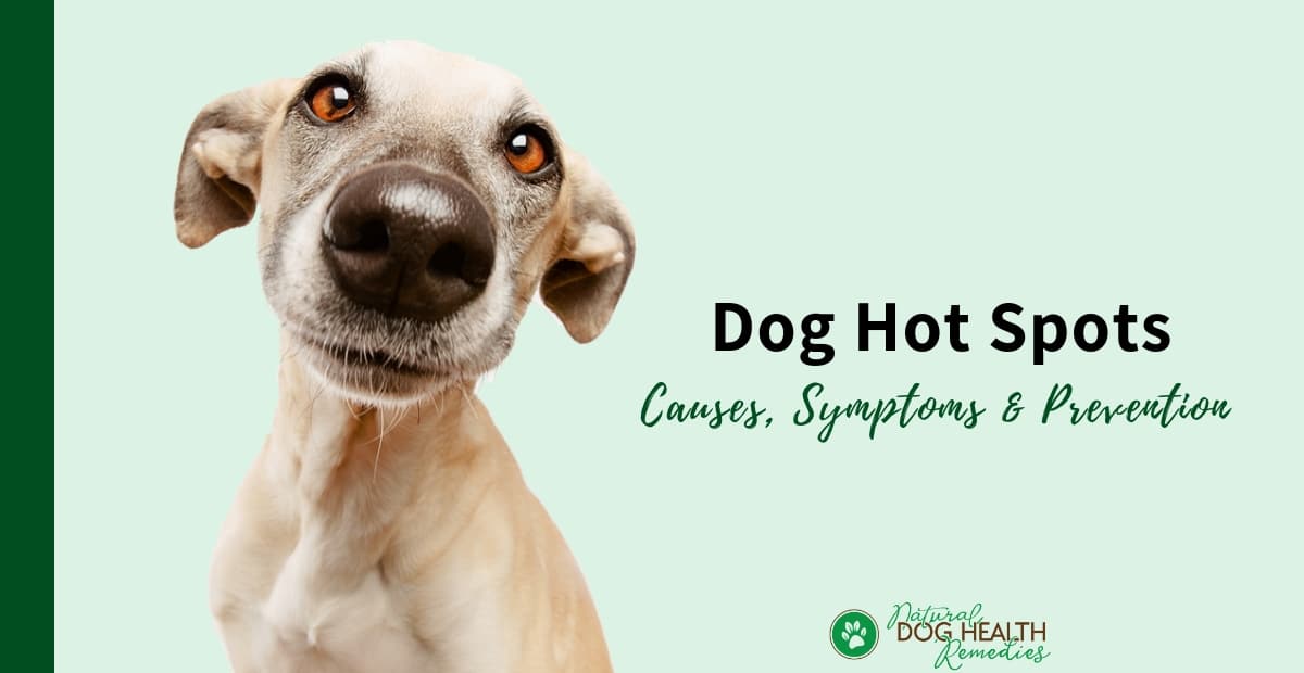 Dog Hot Spots