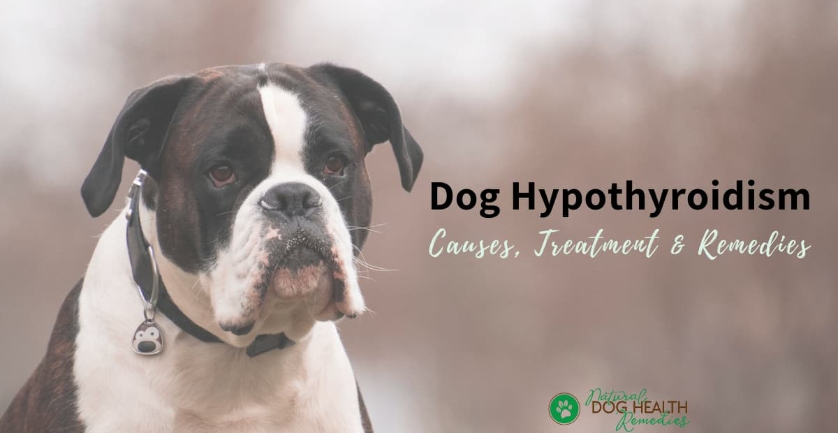 Dog Hypothyroidism