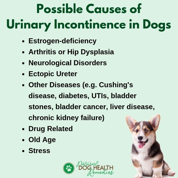 how to help dogs with incontinence