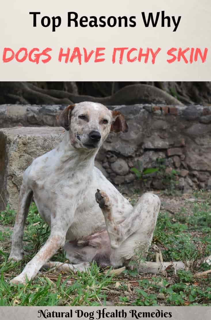 Dog Itchy Skin Causes of Itchy Skin Problems in Dogs