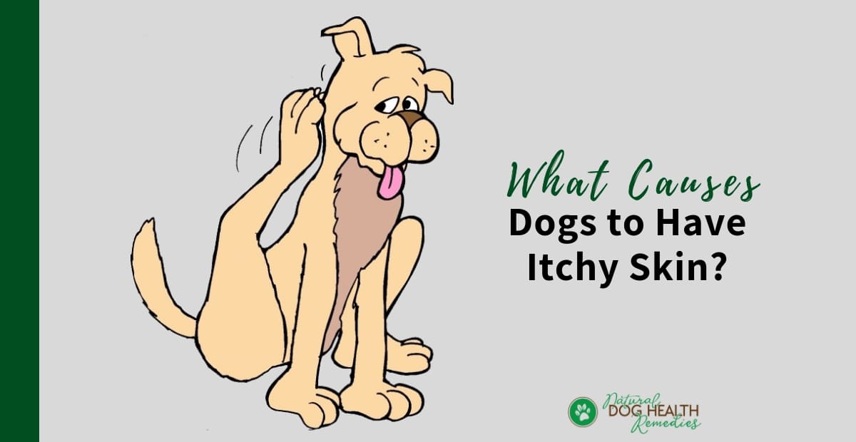 Dog Itchy Skin