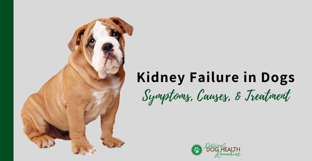 Dog Kidney Failure