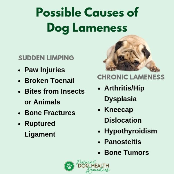 Causes of Dog Lameness