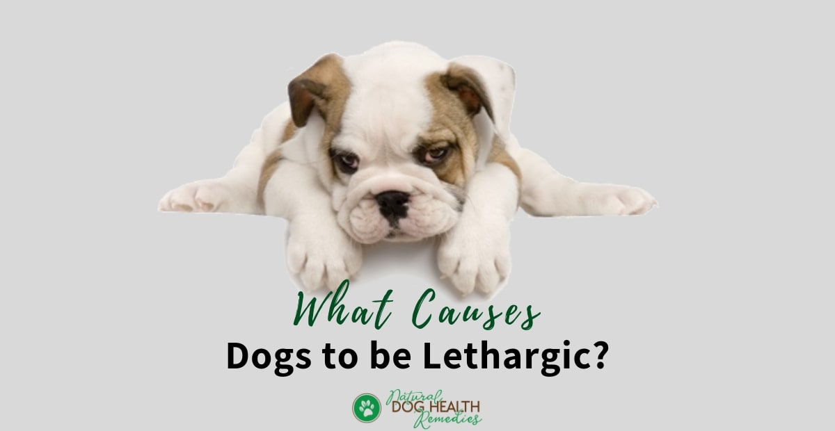 What Makes a Dog Lethargic