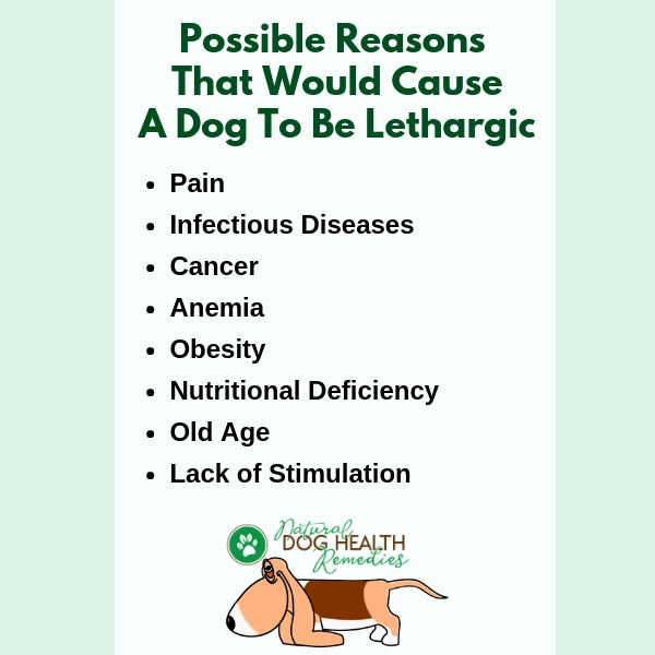 What Would Cause a Dog to be Lethargic