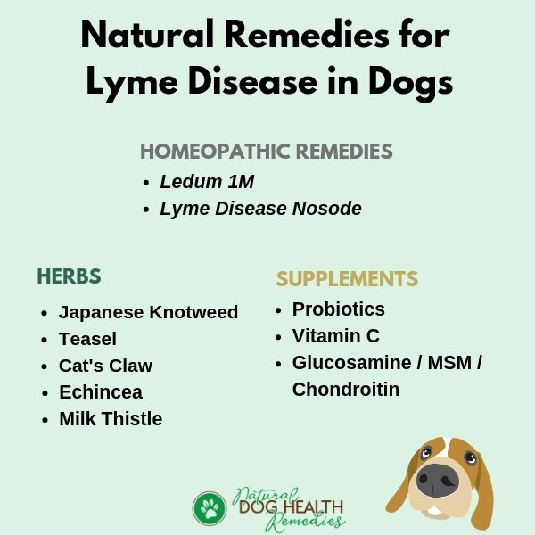 Natural Remedies for Dog Lyme Disease