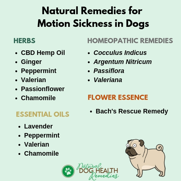 Dog Motion Sickness Natural Remedies