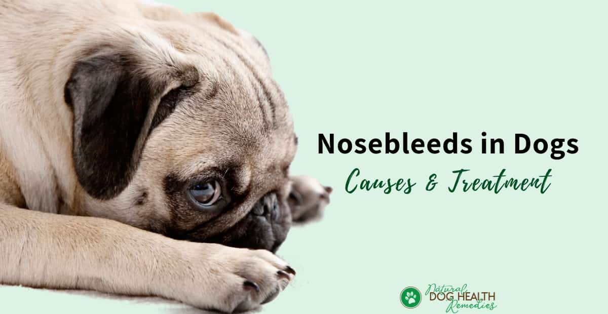 Dog Nosebleeding Causes and Treatment