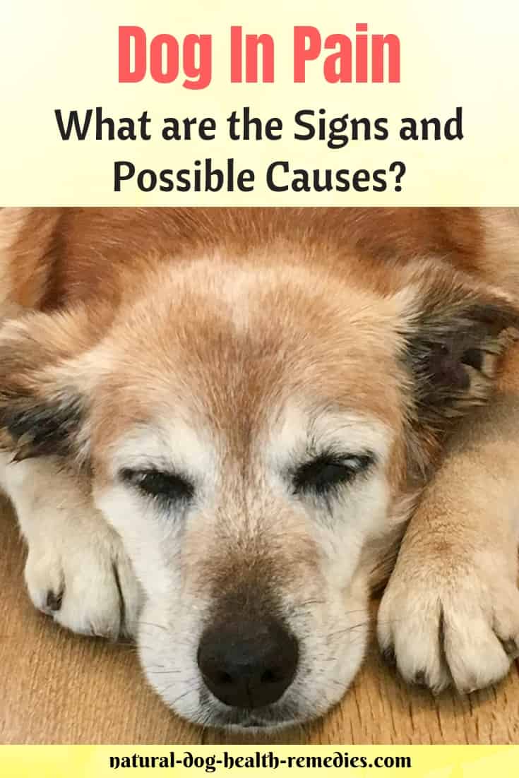 Relieving Pain in Dogs