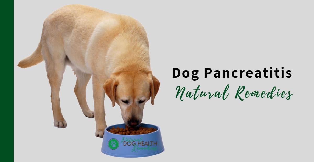 Dog Pancreatitis Remedies