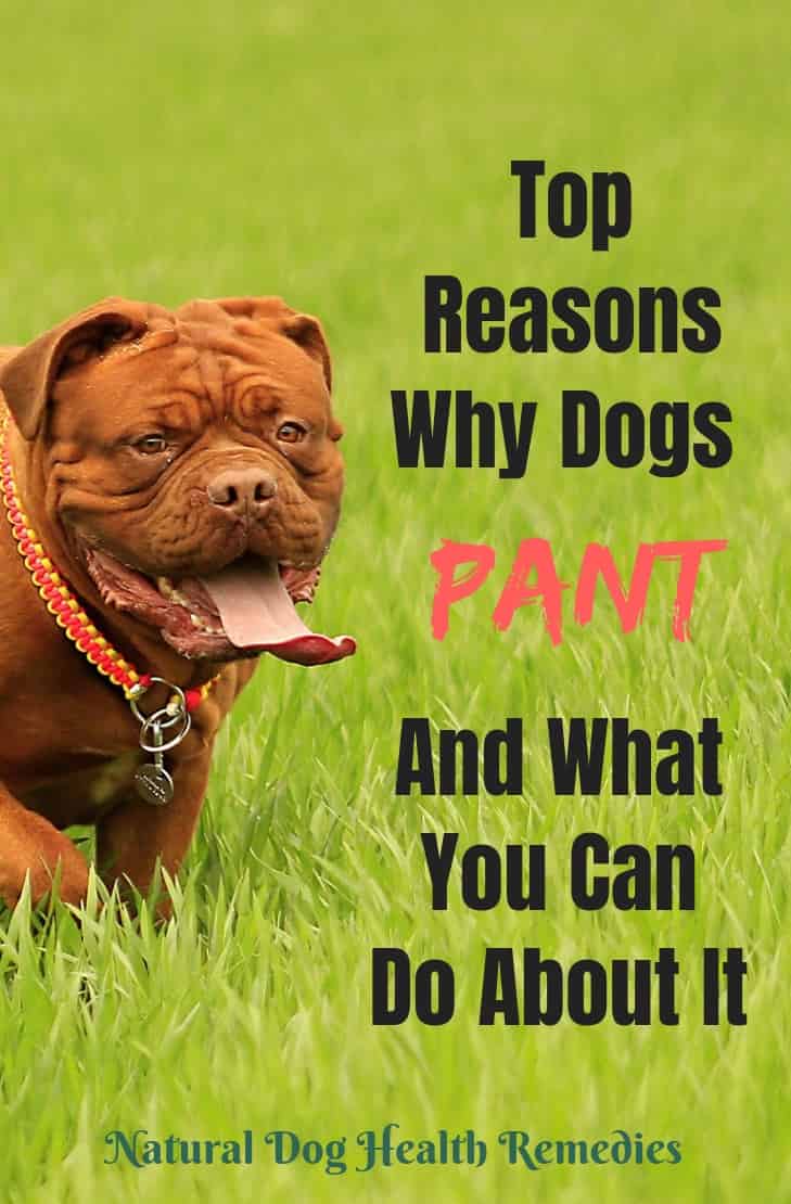 Excessive Dog Panting