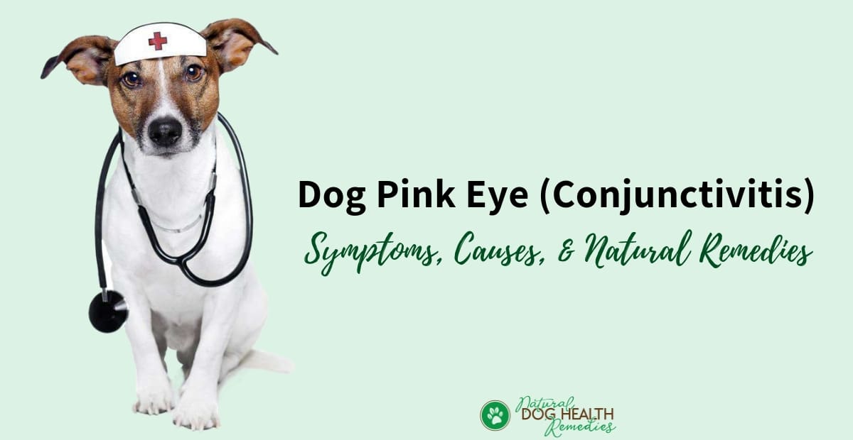 Dog Pink Eye