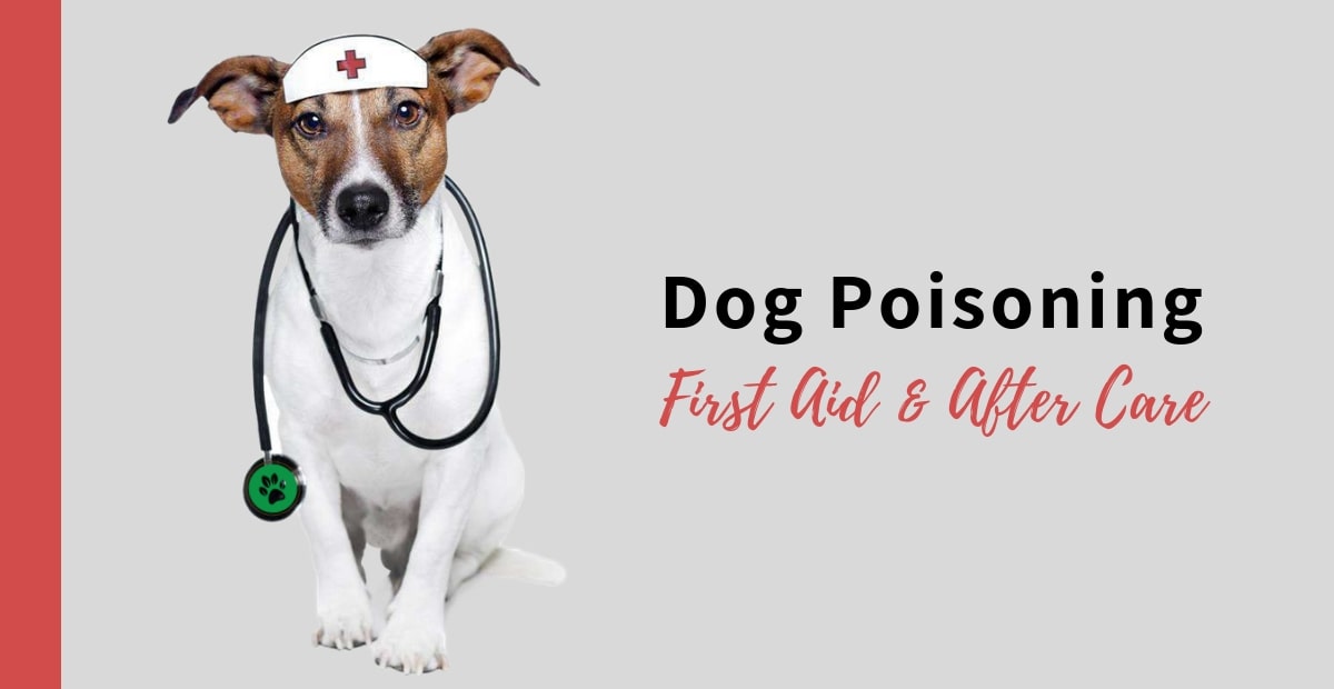 Dog Poisoning