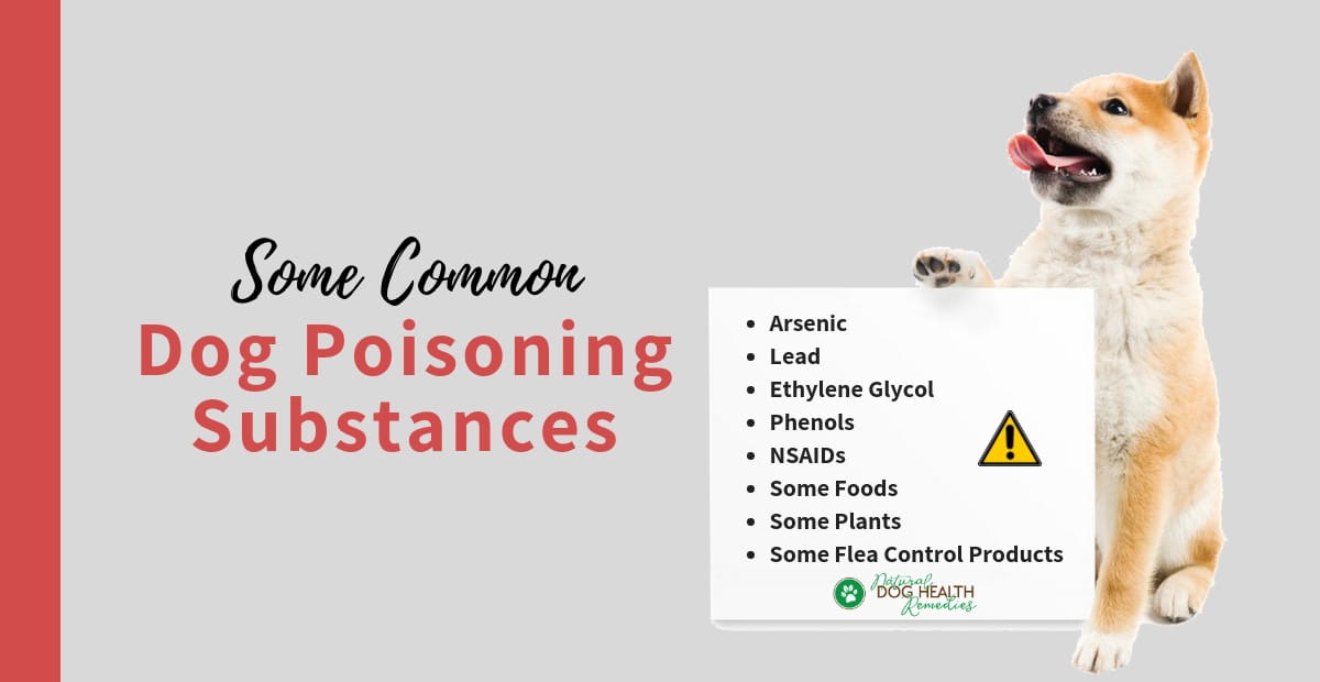 Dog Poisoning Substances