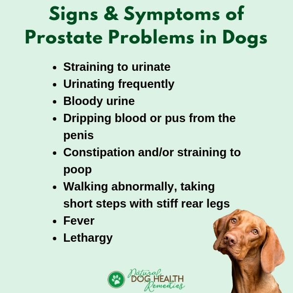 Symptoms of Dog Prostate Problems