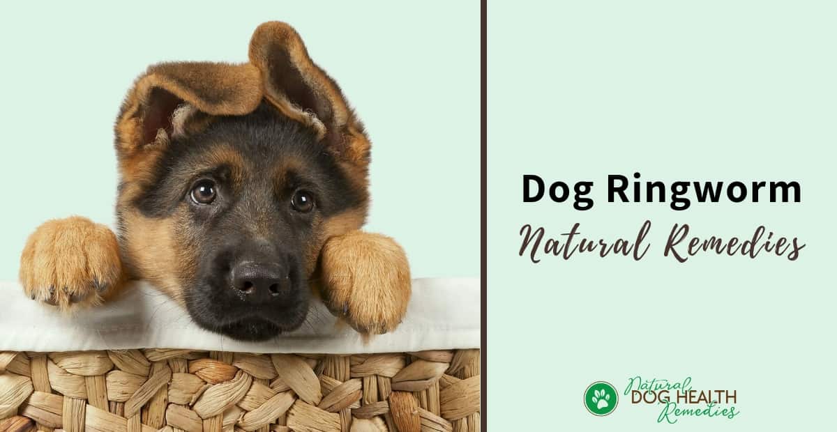Dog Ringworm Remedies