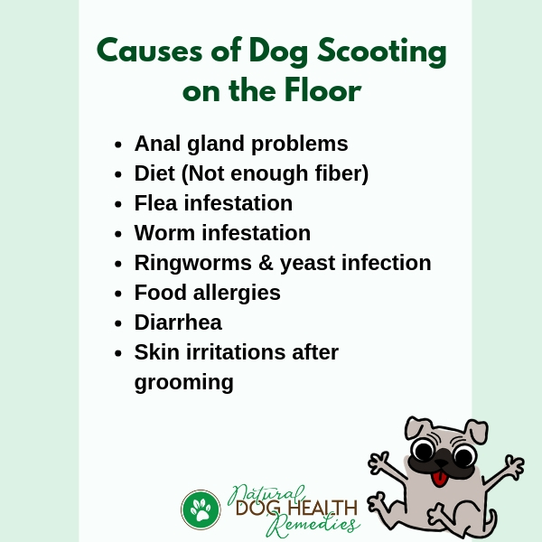 Dog Scooting Causes