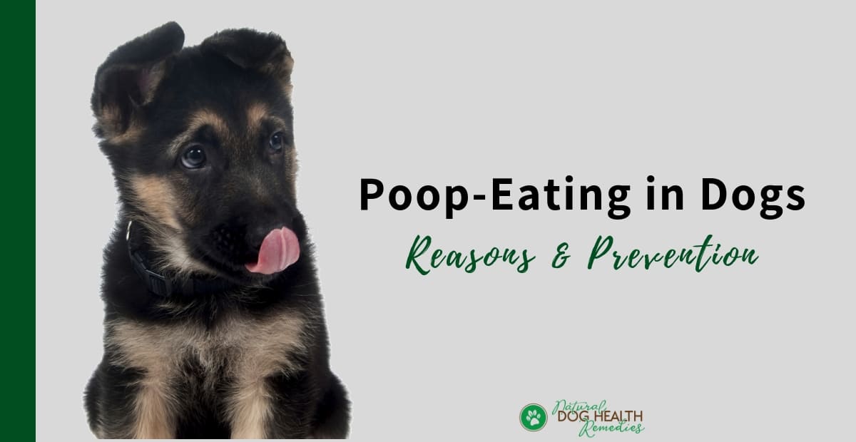 Why Do Dogs Eat Poop
