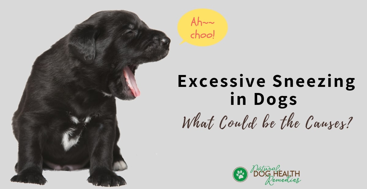 what to do for dog allergies sneezing