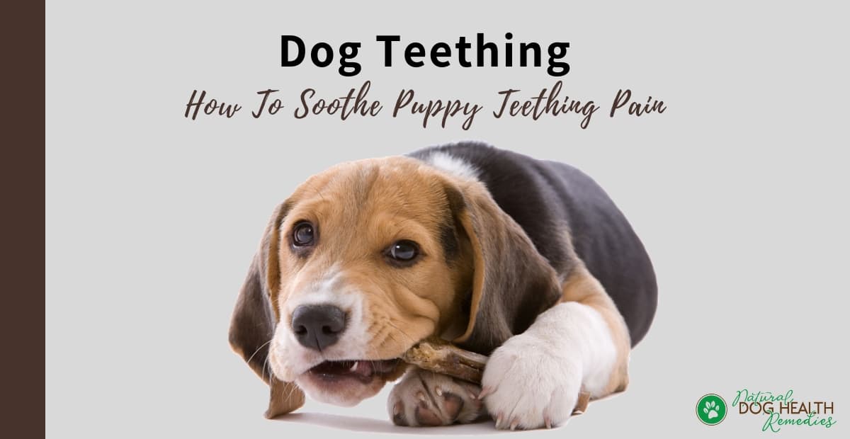 can teething make my puppy sick