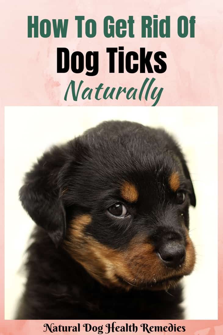 Repel Dog Ticks Naturally
