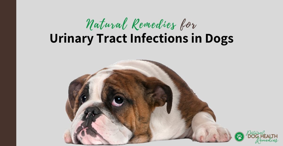 natural urinary tract infection remedies for dogs