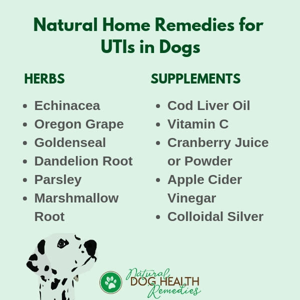 Dog UTI Home Remedies