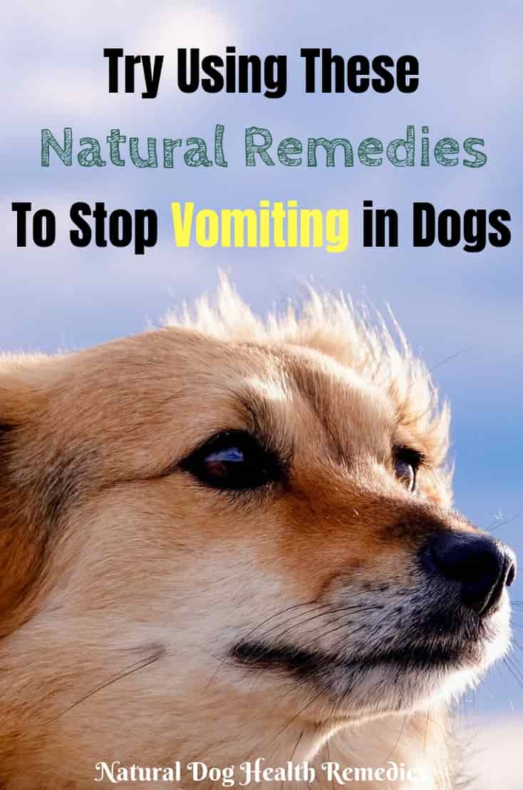 Natural Dog Vomiting Remedies